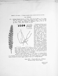 Ustilago crameri image